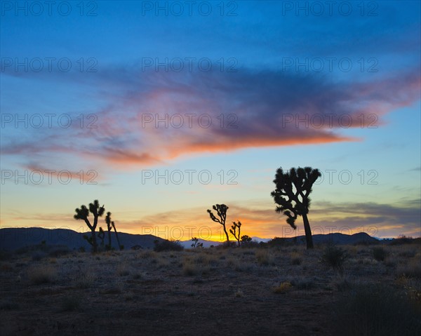 USA, California, Joshua Tree National Park at sunset.