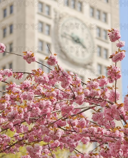 USA, New York City, Cherry blossom.