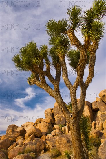 USA, California, Joshua Tree National Park, Joshua tree with rocks.