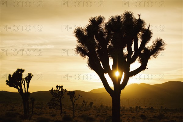 USA, California, Joshua Tree National Park, Joshua trees silhouetted at sunset.