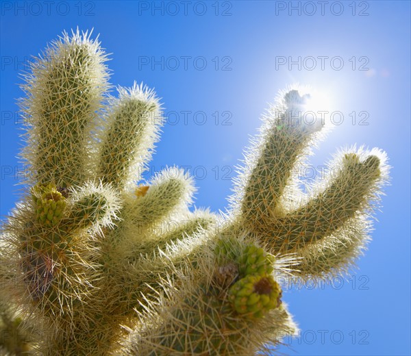 USA, California, Joshua Tree National Park, Cholla cactus.