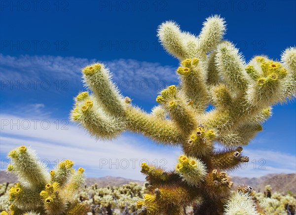 USA, California, Joshua Tree National Park, Cholla cactus.