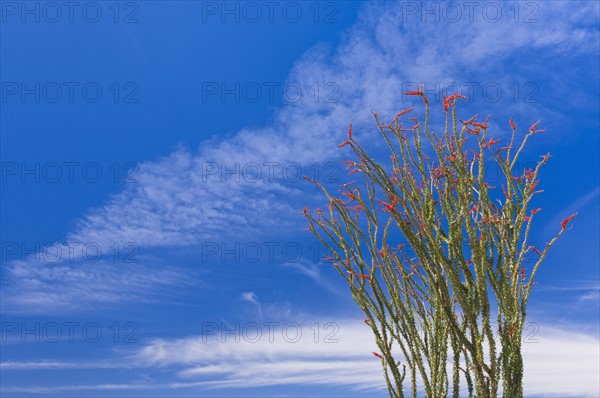 USA, California, Joshua Tree National Park, Ocotillo cactus.