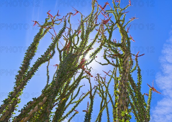 USA, California, Joshua Tree National Park, Ocotillo cactus.