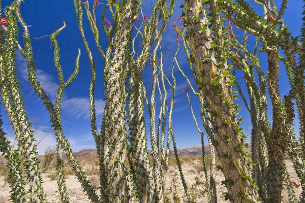 USA, California, Joshua Tree National Park, Ocotillo cactus.