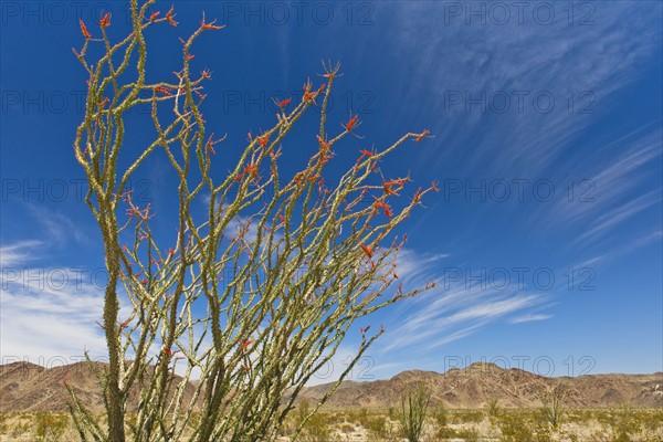 USA, California, Joshua Tree National Park, Ocotillo cactus.