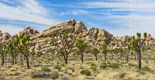 USA, California, Joshua Tree National Park, Joshua trees in desert.