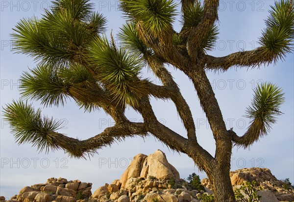 USA, California, Joshua Tree National Park, Joshua tree in desert.