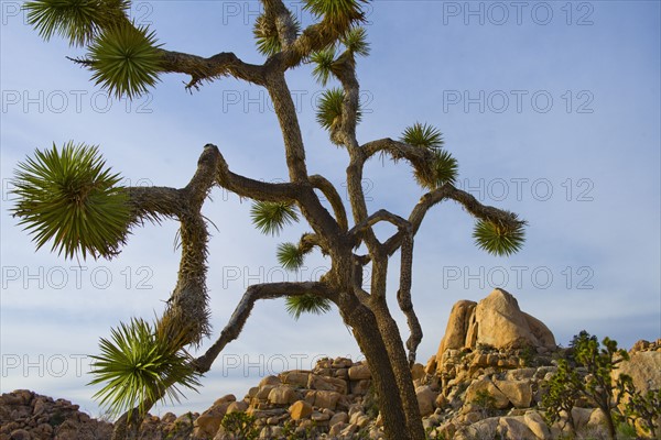 USA, California, Joshua Tree National Park, Joshua tree in desert.
