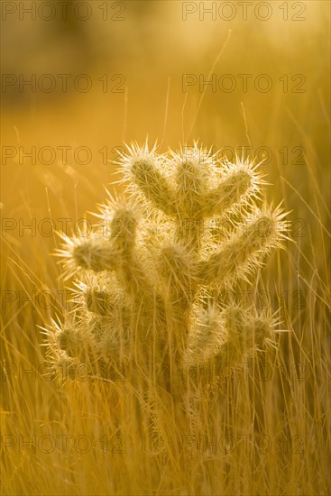 USA, California, Joshua Tree National Park, Cactus at sunset.