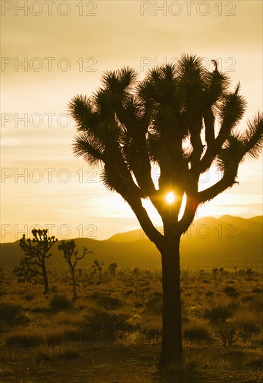 USA, California, Joshua Tree National Park, Joshua trees in desert at sunset.