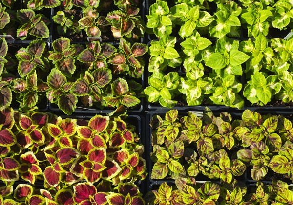 Collection of seedlings.