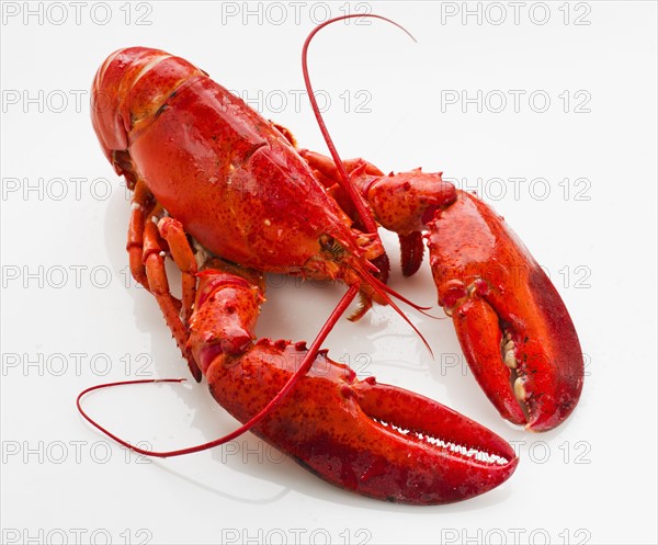 Cooked lobster.