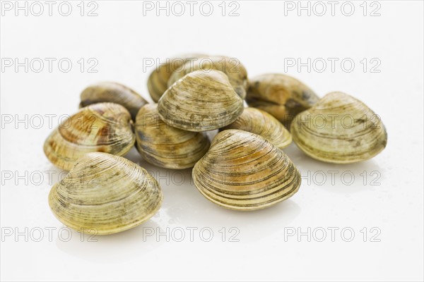 Shellfish.