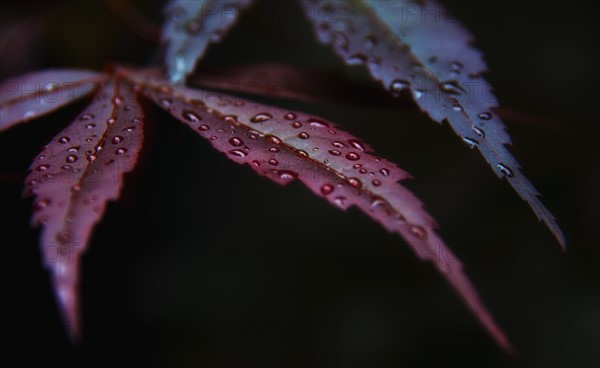 Japanese Maple leaves.