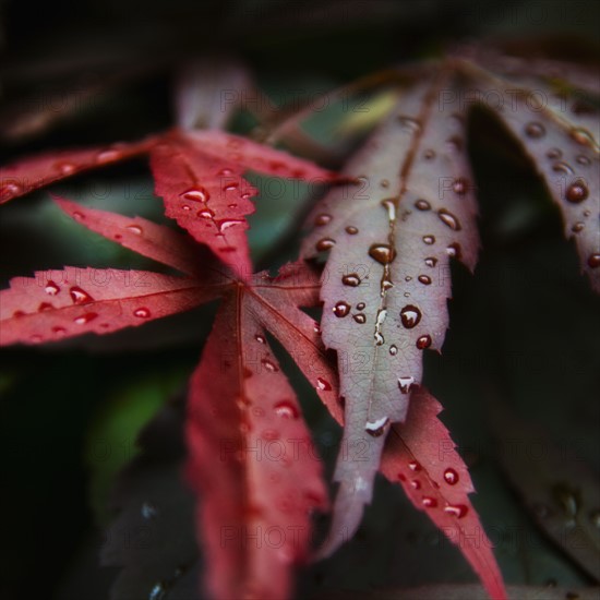 Japanese Maple leaves.