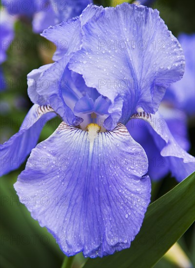 Blue-bearded Iris.