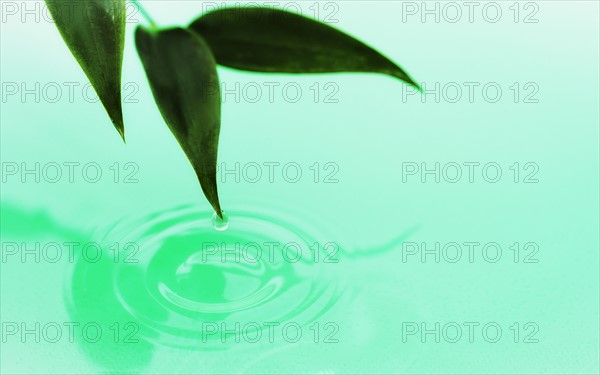 Droplet falling from green leaf into water.
