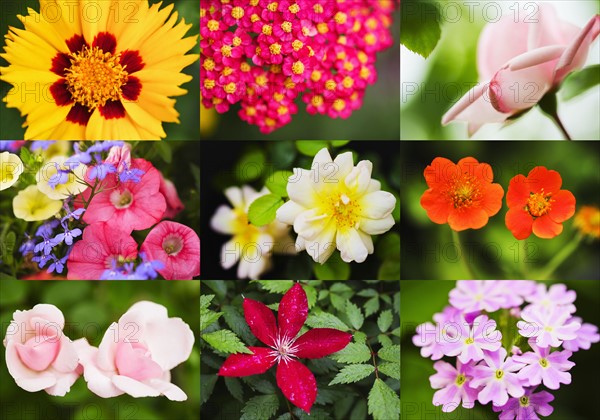 Flower montage.