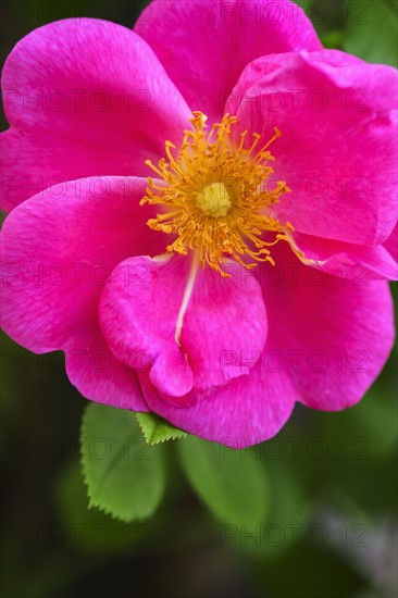 Close-up of pink begonia.