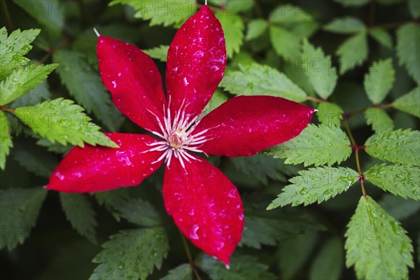 Wet leaves and tropical flower.