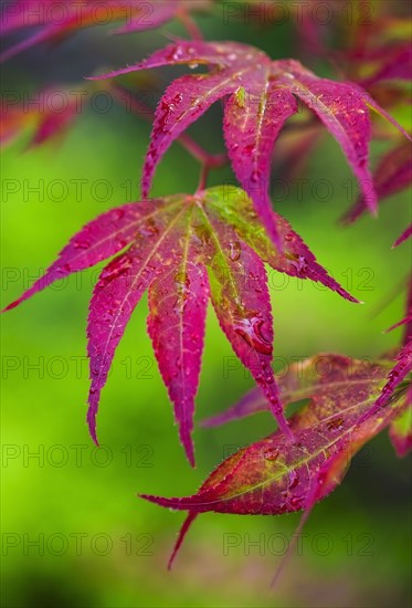 Japanese Maple leaf.