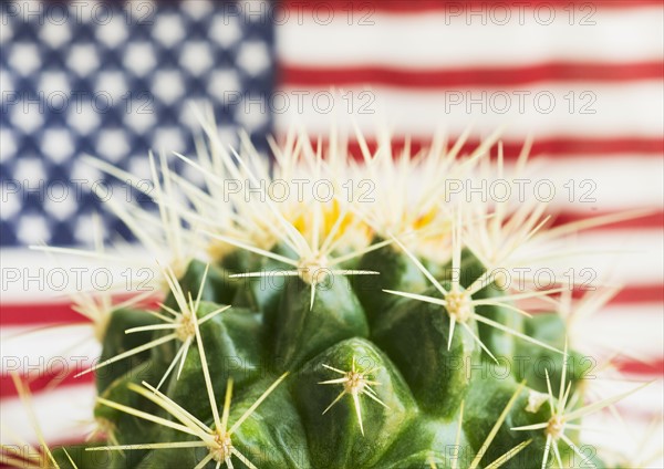 Cactus against American flag.