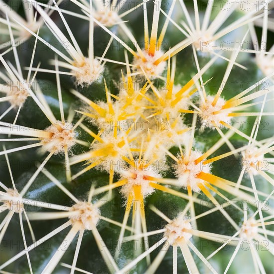 Studio shot of cactus.