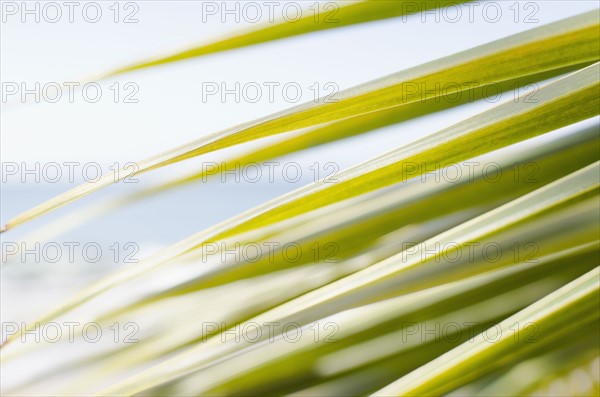 USA, Puerto Rico, Ricon, Palm leaf. 
Photo : Jamie Grill