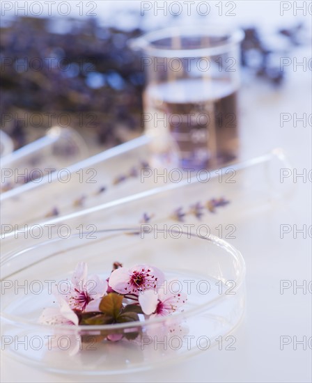 Close up of lavender and laboratory glassware, studio shot. 
Photo : Daniel Grill