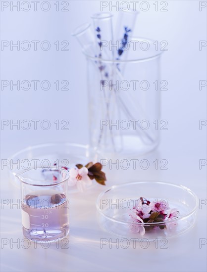 Close up of lavender and laboratory glassware, studio shot. 
Photo : Daniel Grill