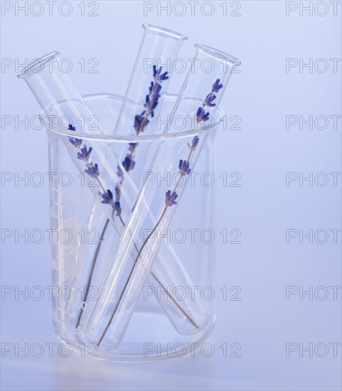 Close up of lavender in laboratory glassware, studio shot. 
Photo : Daniel Grill