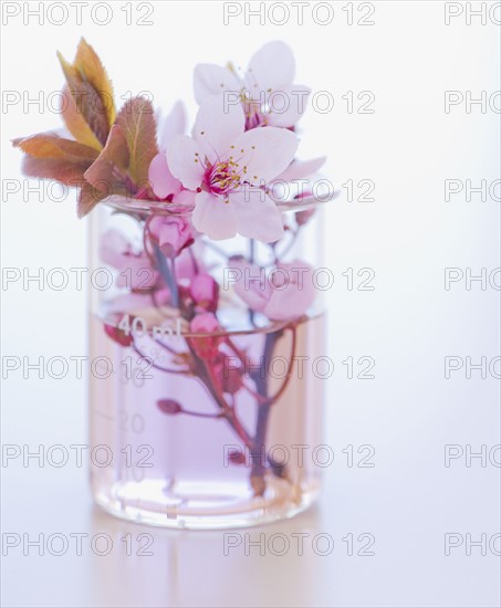 Close up of flowers and laboratory glassware, studio shot. 
Photo : Daniel Grill