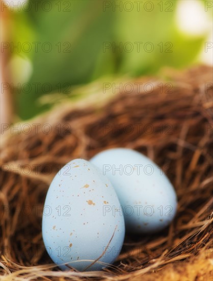 Close up of bird's eggs in nest, studio shot. 
Photo: Daniel Grill