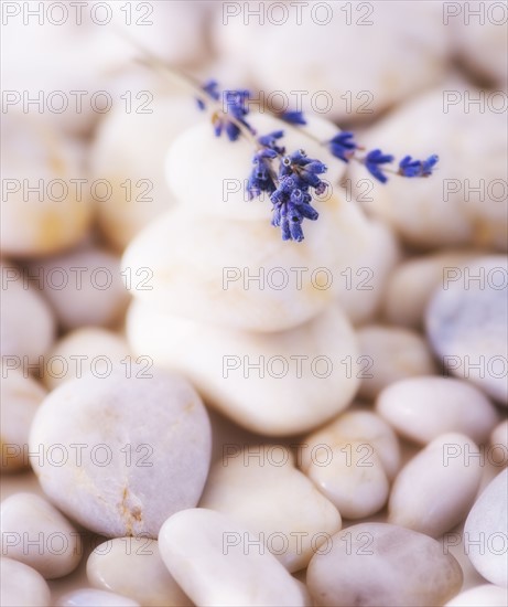 Close up of lavender on pebble stones, studio shot. 
Photo : Daniel Grill