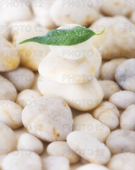 Close up of green leaf on pebble stones, studio shot. 
Photo: Daniel Grill