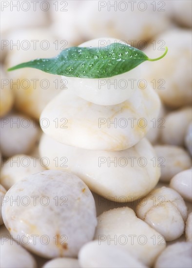 Close up of green leaf on pebble stones, studio shot. 
Photo : Daniel Grill