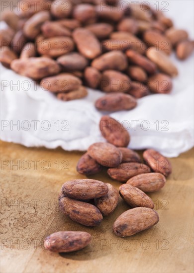 Close up of cocoa beans, studio shot. 
Photo : Daniel Grill