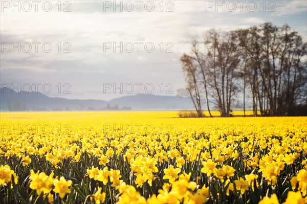 USA, Washington, Skagit Valley, Landscape with daffodil field. 
Photo : Take A Pix Media