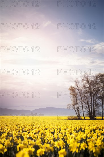 USA, Washington, Skagit Valley, Landscape with daffodil field. 
Photo : Take A Pix Media