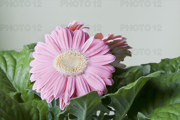 Close-up of pink daisy flower. 
Photo : Kristin Lee