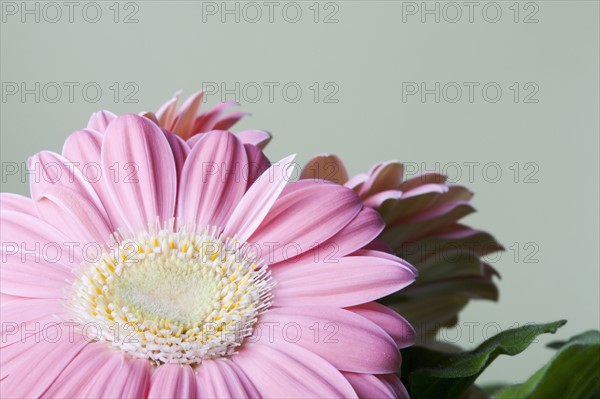 Close-up of pink daisy flower. 
Photo : Kristin Lee