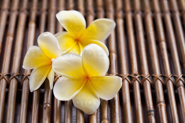 Close-up of pink plumeria flower. 
Photo: Kristin Lee