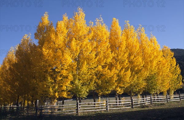 USA, Colorado, Trees in autumn foliage. 
Photo: John Kelly