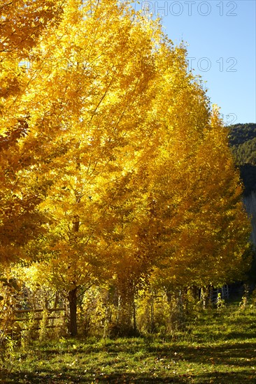 USA, Colorado, Trees in autumn foliage. 
Photo: John Kelly