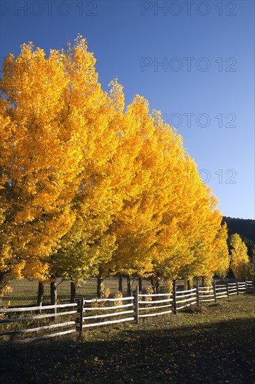USA, Colorado, Trees in autumn foliage. 
Photo: John Kelly