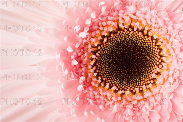 Close-up of pink daisy. 
Photo: Mike Kemp