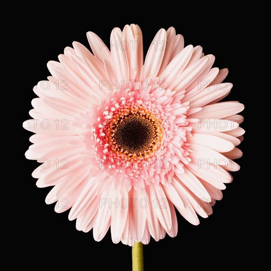 Close-up of pink daisy. 
Photo: Mike Kemp