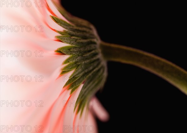 Close-up of pink daisy. 
Photo: Mike Kemp