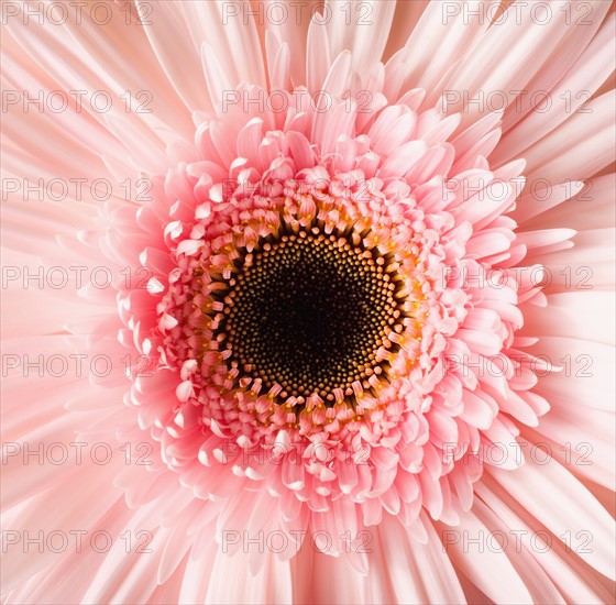 Close-up of pink daisy. 
Photo : Mike Kemp